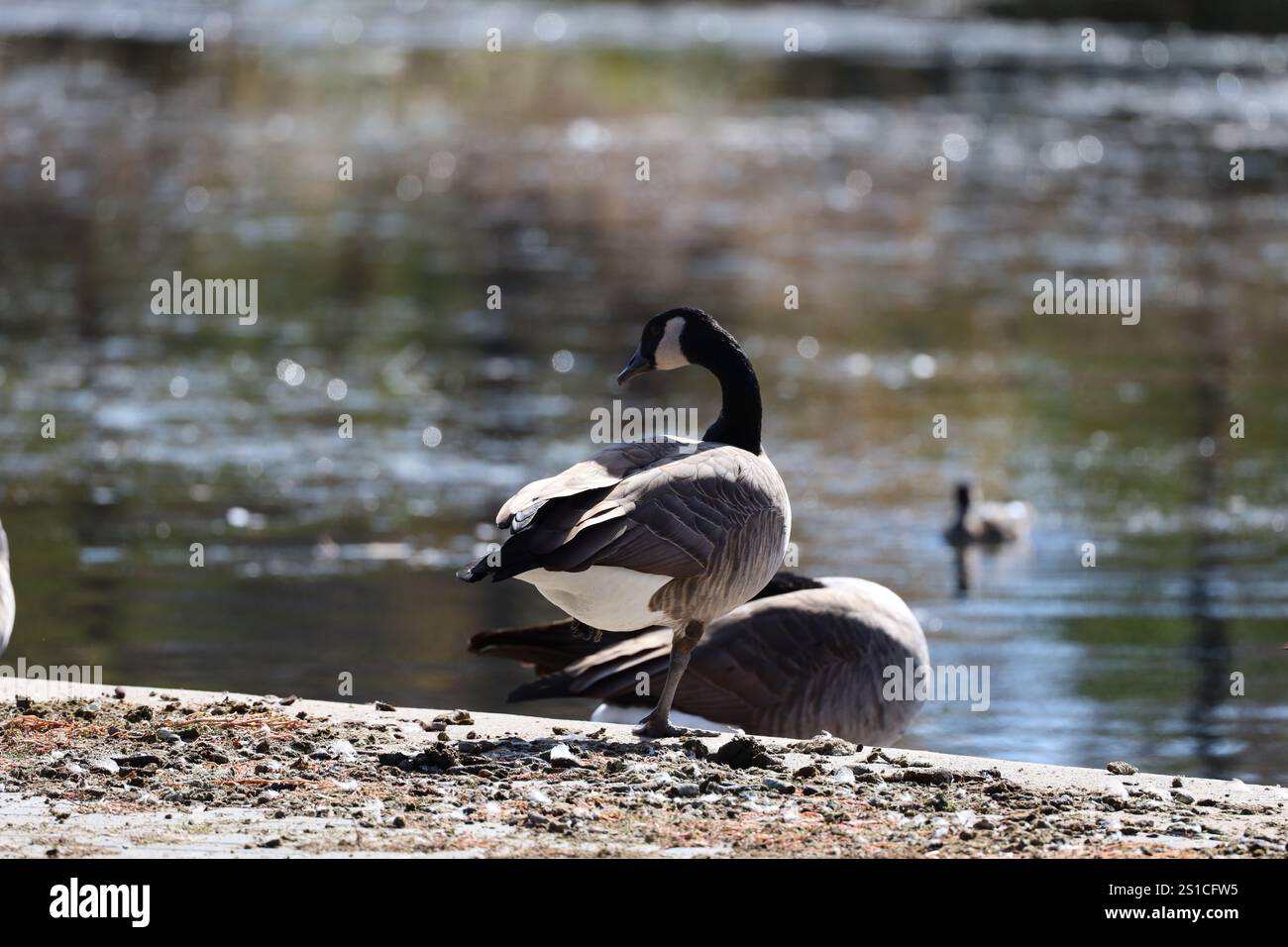 Kanadische Gans, die über ihre Schulter am Rande eines Teiches schauen Stockfoto