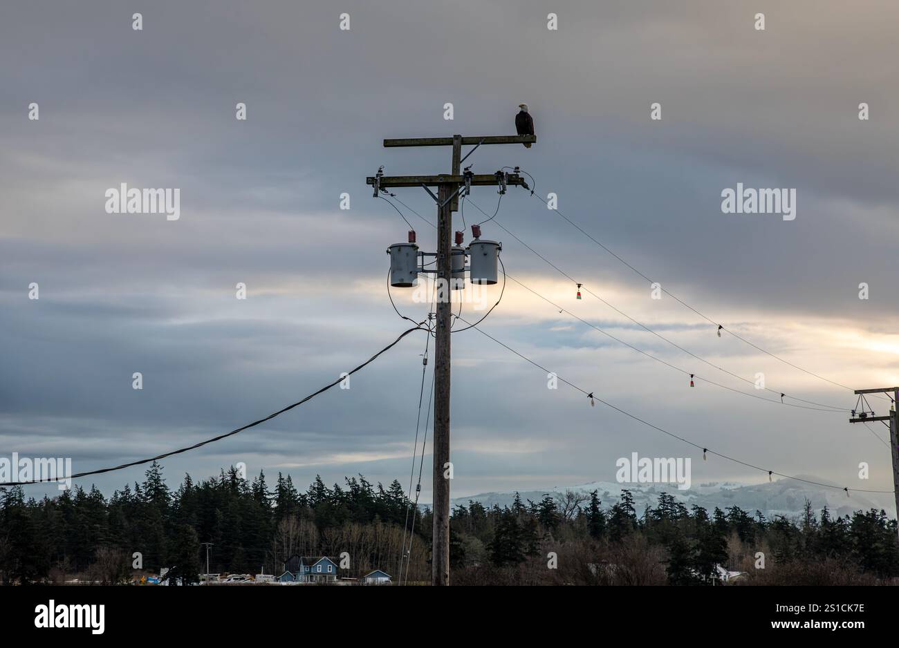 WA28068-00... WASHINGTON - Monarch des Posts - ein Weißkopfseeadler, der auf einem Pol thront und über die Padilla Bay wacht. Stockfoto