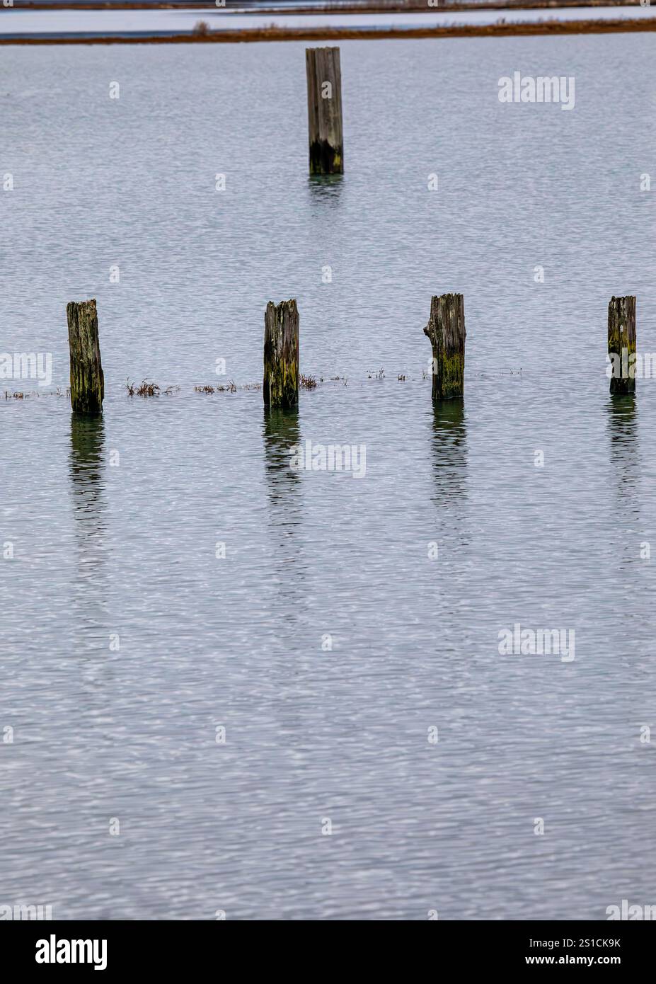 WA28070-00 - 00...WASHINGTON - Alte Pylonen in der Padilla Bay in der Nähe von Mount Vernon und Anacortes. Stockfoto