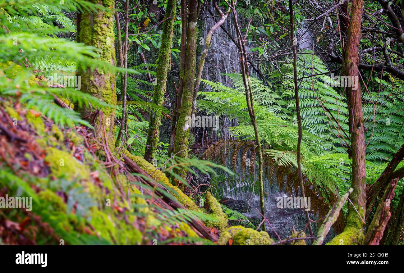 Myrtle Gully Falls kaskadieren Wasser durch einen Bildschirm aus Bäumen und Farnen in Myrtle Gully am Mount Wellington Kunanyi, Hobart, Tasmanien Stockfoto