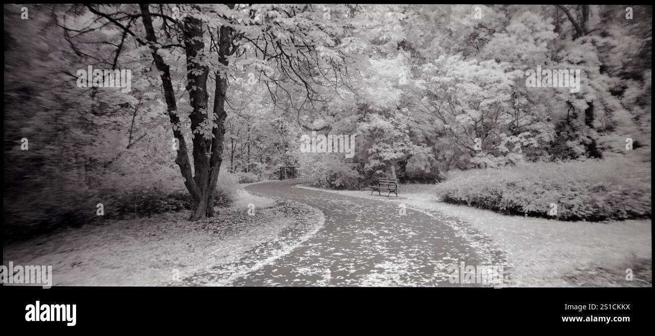 PL21504-00...... WASHINGTON - Pathway im Washington Park Arboretum, Seattle. Stockfoto