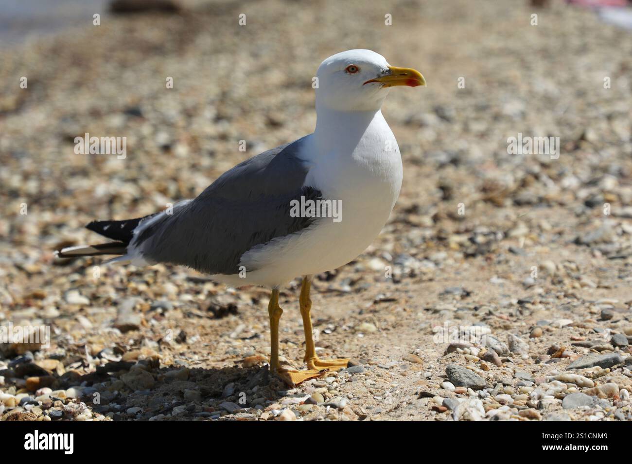 Eine Möwe ist am Strand Notre Dame auf der Insel Porquerolles im Nationalpark Port-Cros in Frankreich zu sehen. Stockfoto