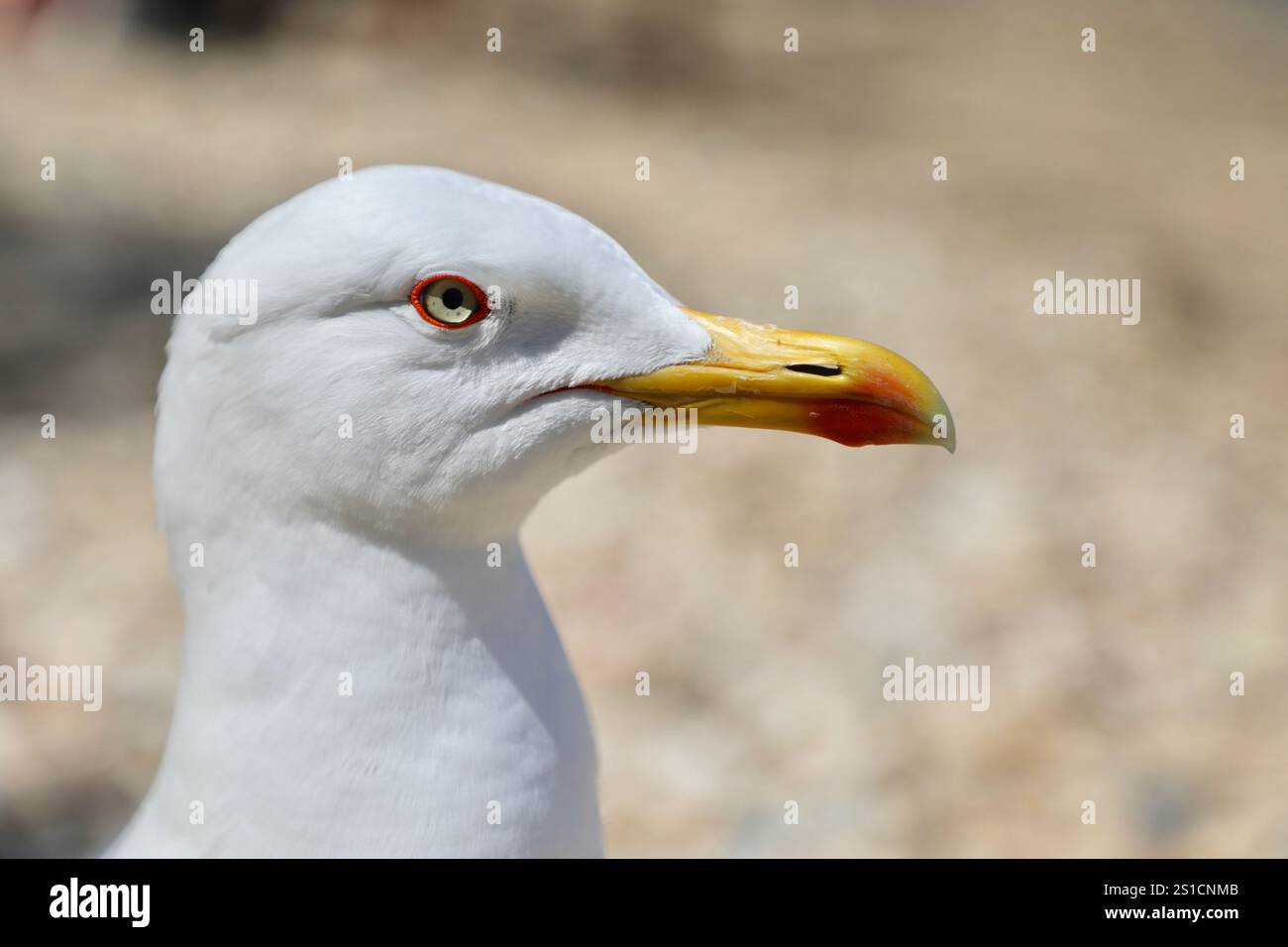 Eine Möwe ist am Strand Notre Dame auf der Insel Porquerolles im Nationalpark Port-Cros in Frankreich zu sehen. Stockfoto