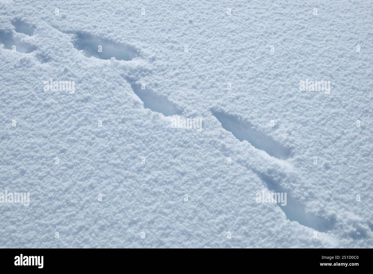 Tierspuren auf der Schneestruktur auf dem Boden im Ätna-Park, Sizilien, Italien Stockfoto