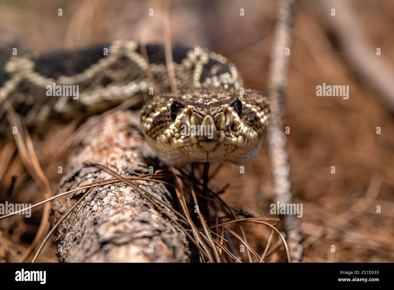 Von Angesicht zu Angesicht mit einer Eastern Diamondback Rattlesschlange (Crotalus adamanteus), Nahaufnahme auf dem Kopf, der der Kamera zugewandt ist. Fantastische Ansicht des maßstäblichen Musters. Stockfoto