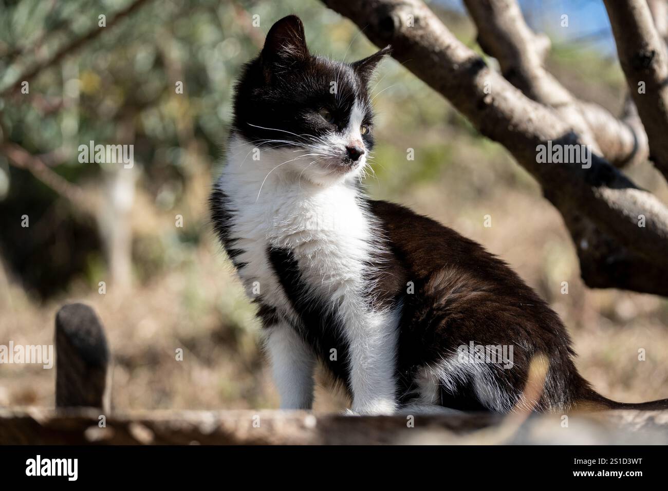 Kleines und ernstes schwarz-weißes Kätzchen im Garten unter einem Baum Stockfoto