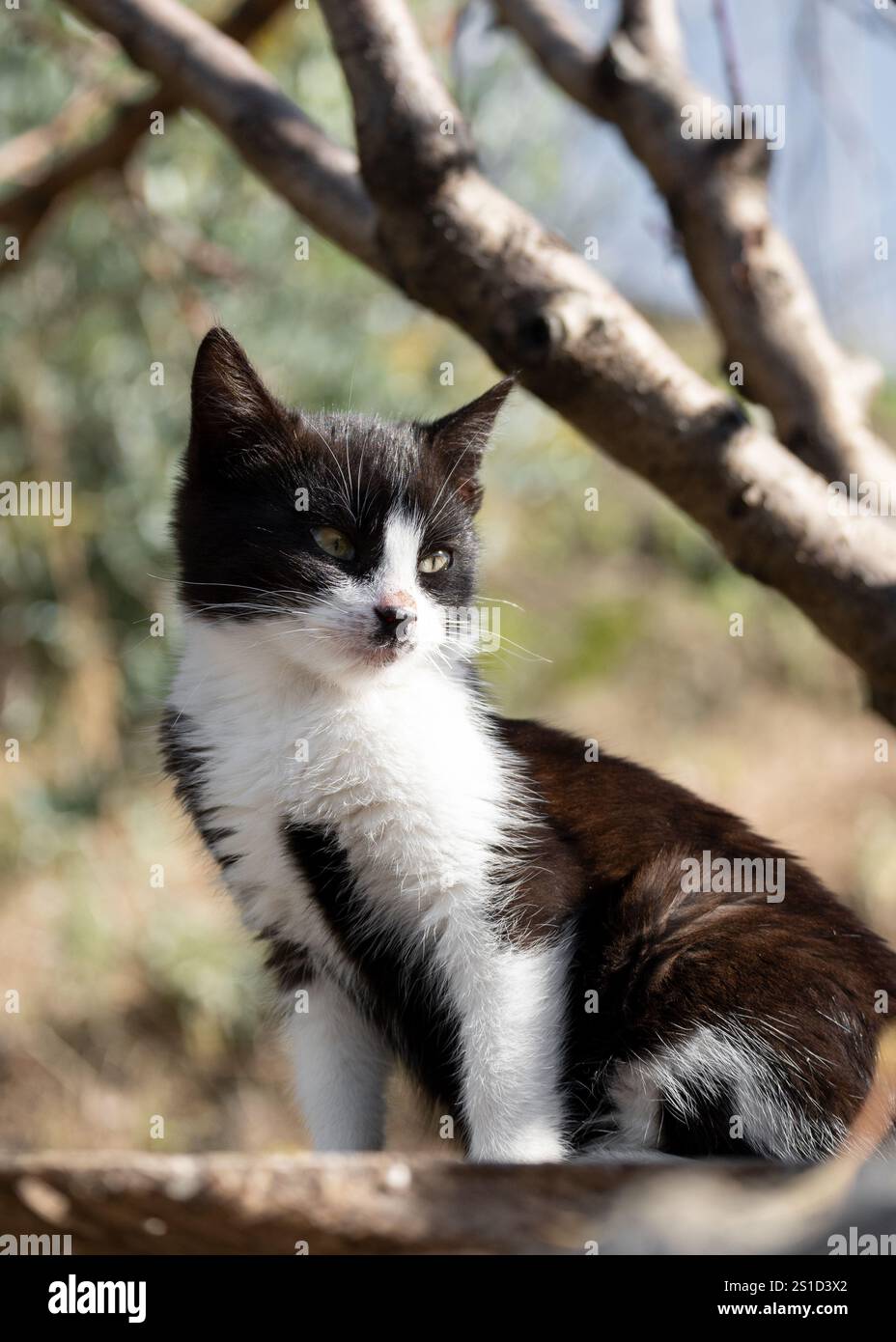 Kleines und ernstes schwarz-weißes Kätzchen im Garten unter einem Baum Stockfoto
