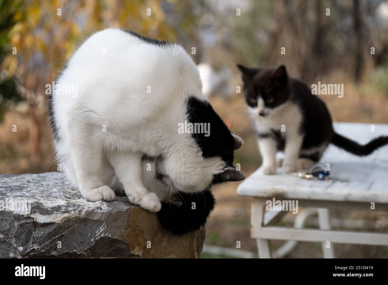 Schöne schwarz-weiße (Mutter und Sohn) Katzen im Garten Stockfoto