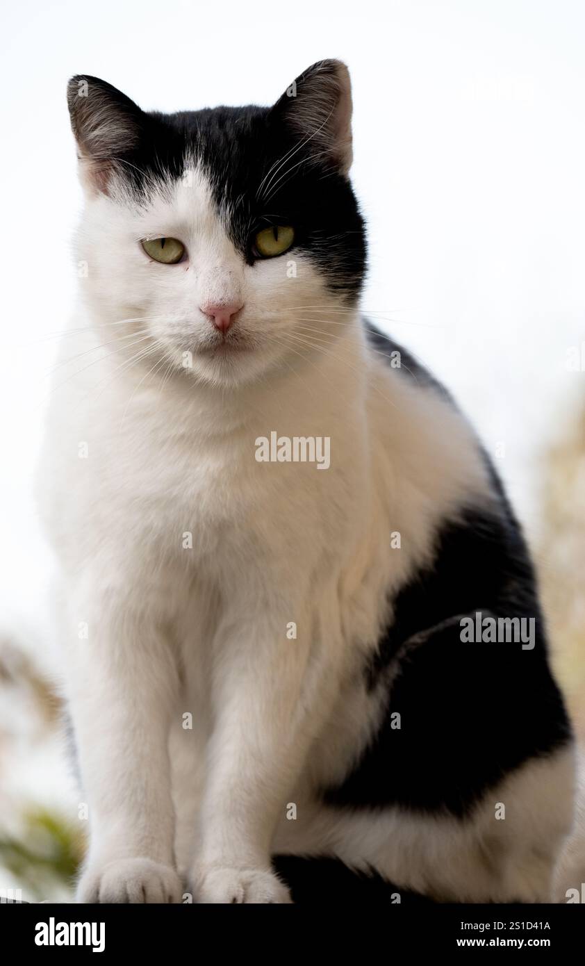 Schöne schwarz-weiße Katze im Garten Stockfoto