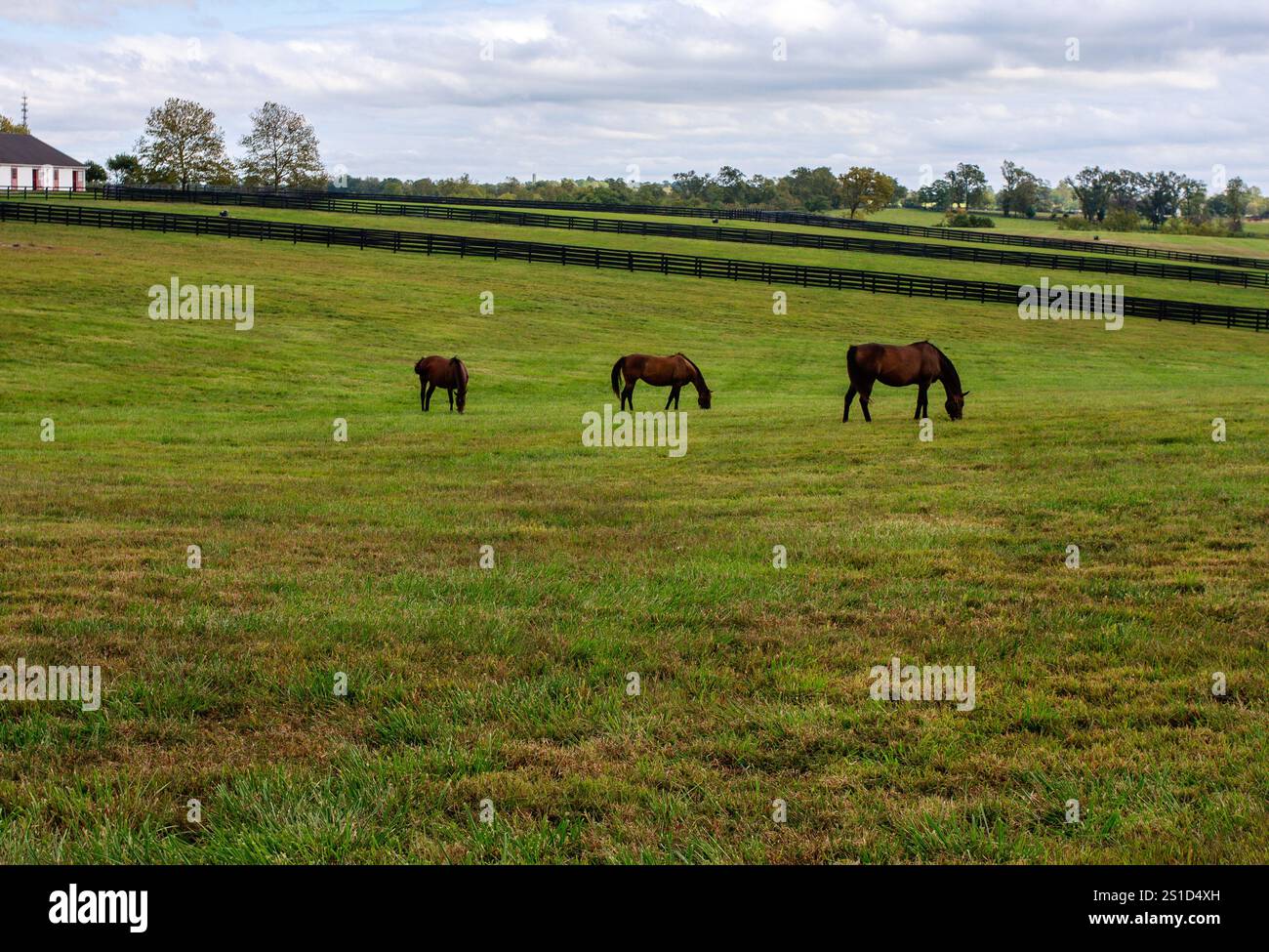 Pferde, die friedlich auf einer großen, grünen Weide inmitten von Zäunen und Bäumen weiden und die ruhige und natürliche Landschaft von Kentucky einfangen. Stockfoto