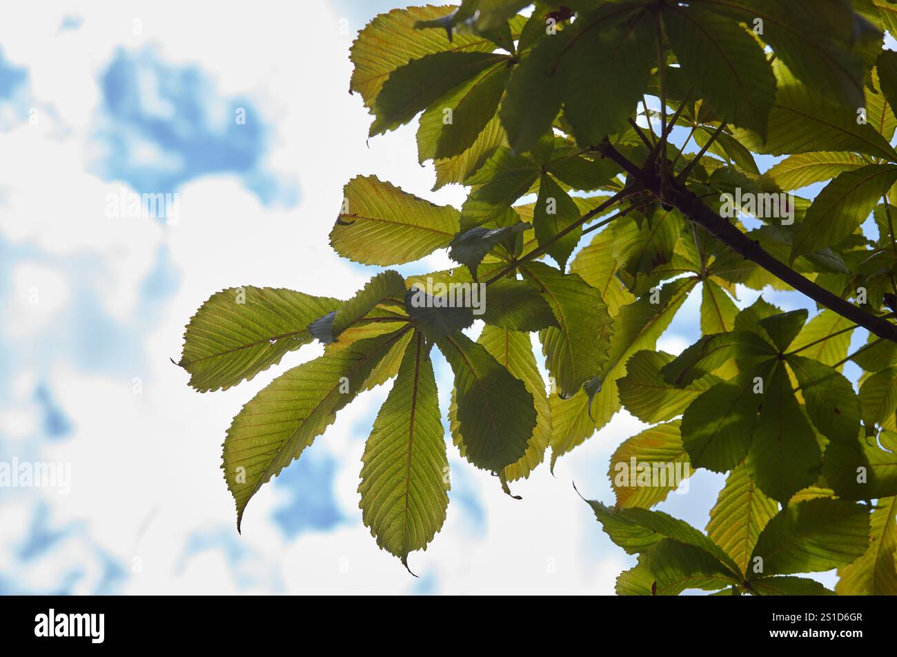 Abstraktes Bild von grünen Kastanienblättern in Sonnenstrahlen. Aesculus hippocastanum Blatt im Frühjahr.Selektiver Fokus, verschwommener Hintergrund Stockfoto