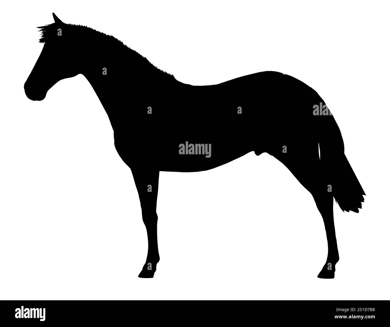 Das Pferd ist in einer Silhouette auf weißem Hintergrund dargestellt. Das Pferd ist groß und schlank, mit langem Hals und langem Schwanz. Konzept von Eleganz und Grac Stock Vektor