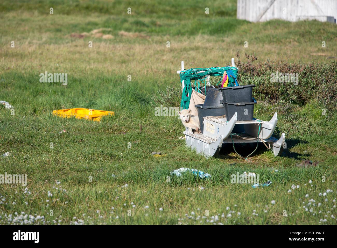 Eine bezaubernde Szene eines grönländischen Hundeschlittens im Sommer, auf dem ein verspielter Welpe ruht. Umgeben von der zerklüfteten arktischen Landschaft, dieses Bild hallo Stockfoto