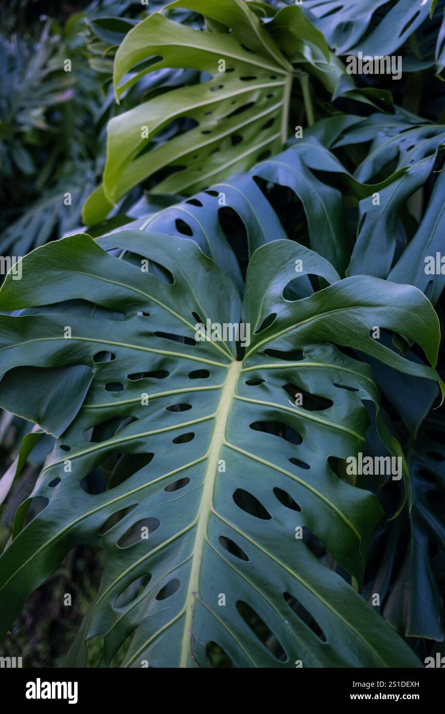 Nahaufnahme Einzigartiger Monstera-Blätter Mit Löchern Stockfoto