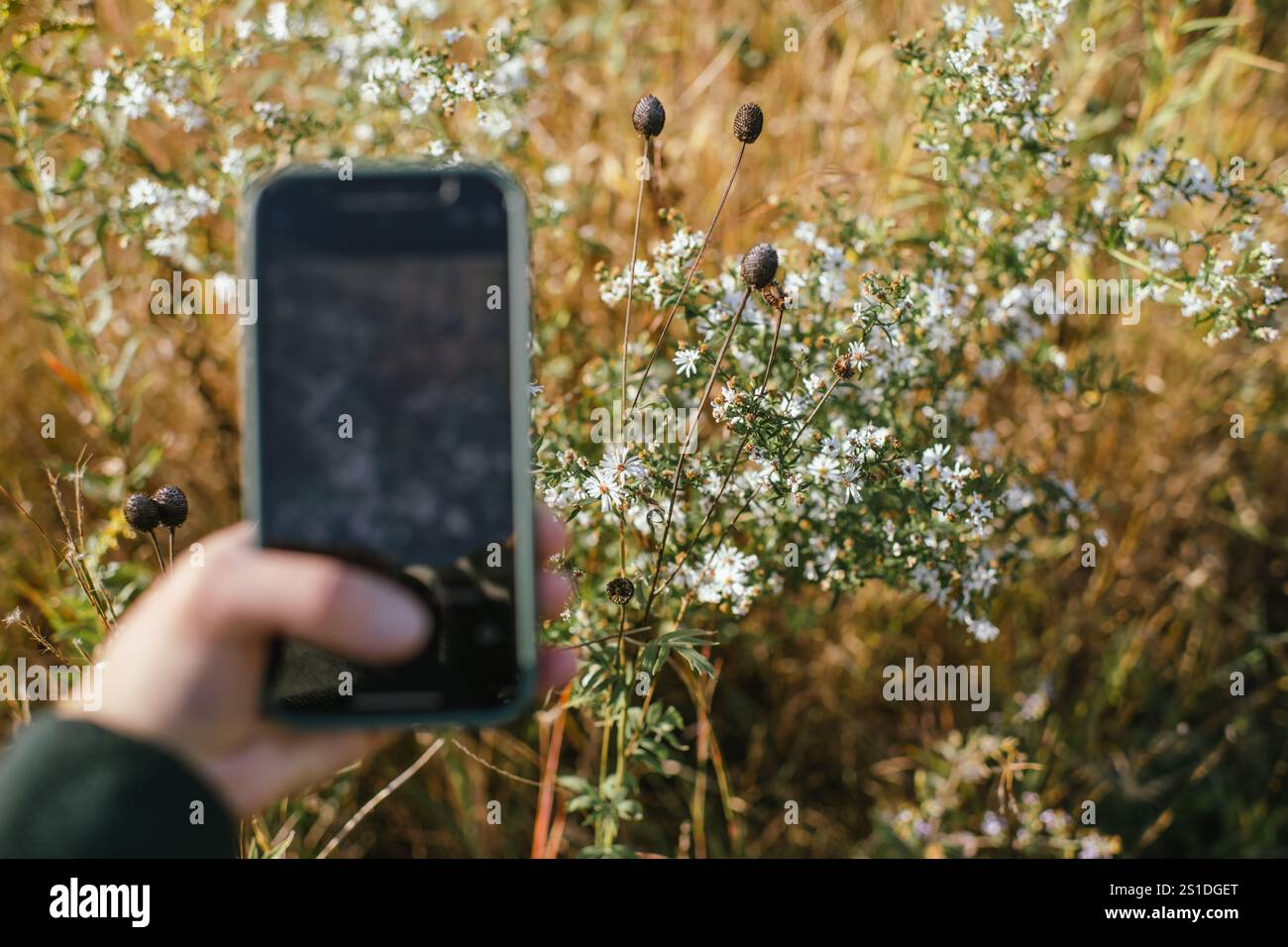 Drücken Sie die Capture-Taste von Hand, um Wildblumen auf dem sonnigen Feld zu fotografieren Stockfoto