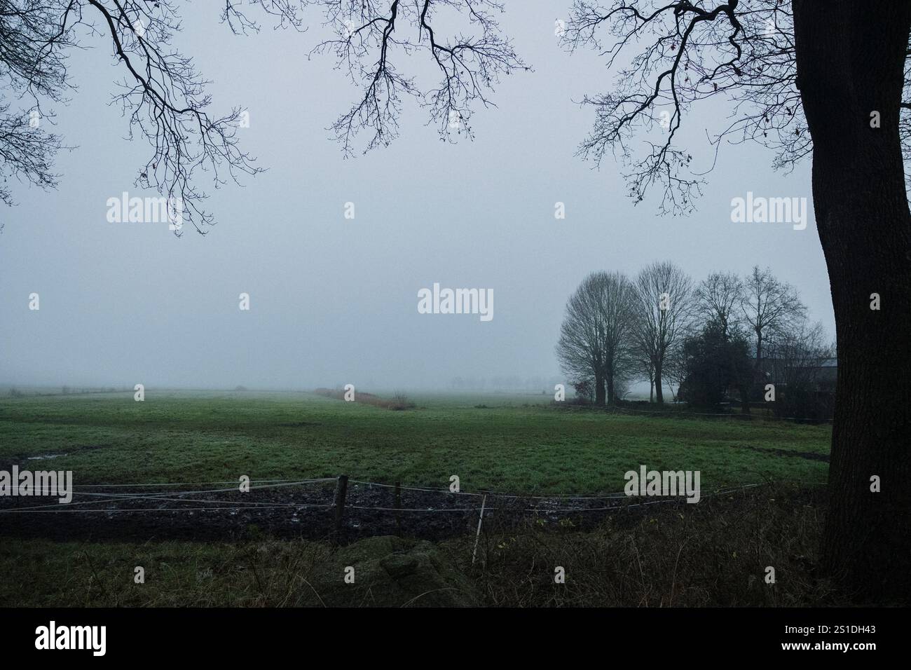Wilde Pferde in der Winterlandschaft Stockfoto