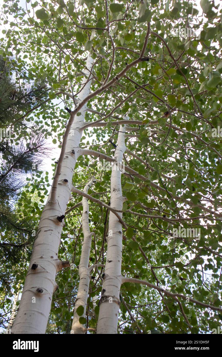 Blick auf Birken mit weißer Rinde und grünen Blättern. Stockfoto