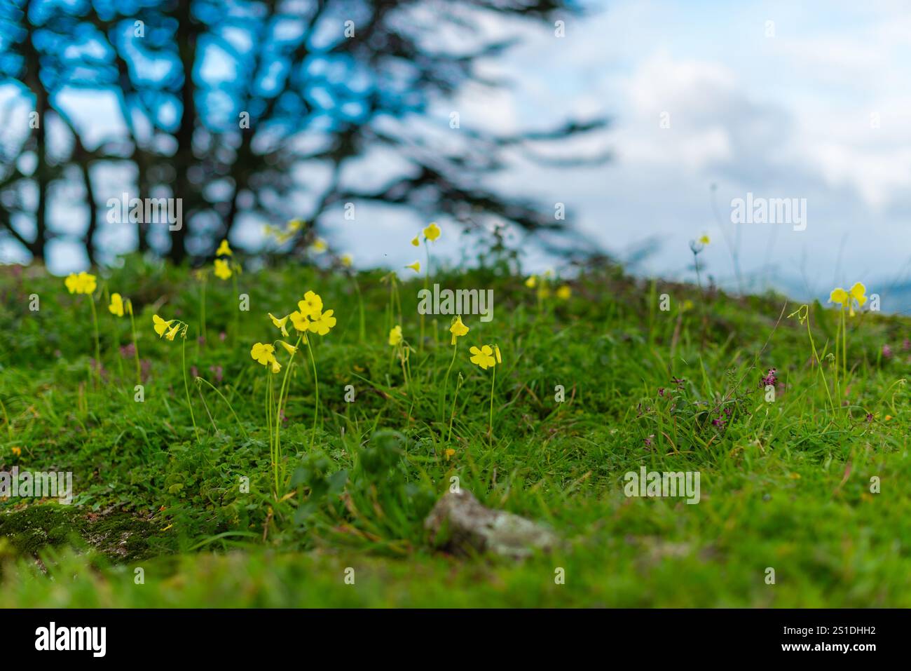 Blumen von Butterblumen auf dem Hügel Stockfoto