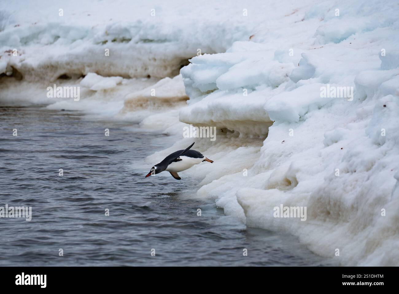 Gentoo-Pinguine, die aus dem Meer kommen. Lustiger Pinguinspaziergang. Stockfoto