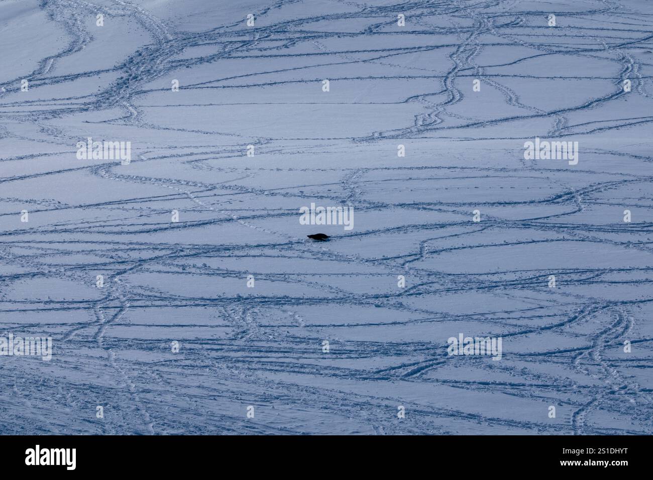 Einzelner Pinguin, der auf dem Schnee liegt. Pinguinspuren im Schnee Stockfoto