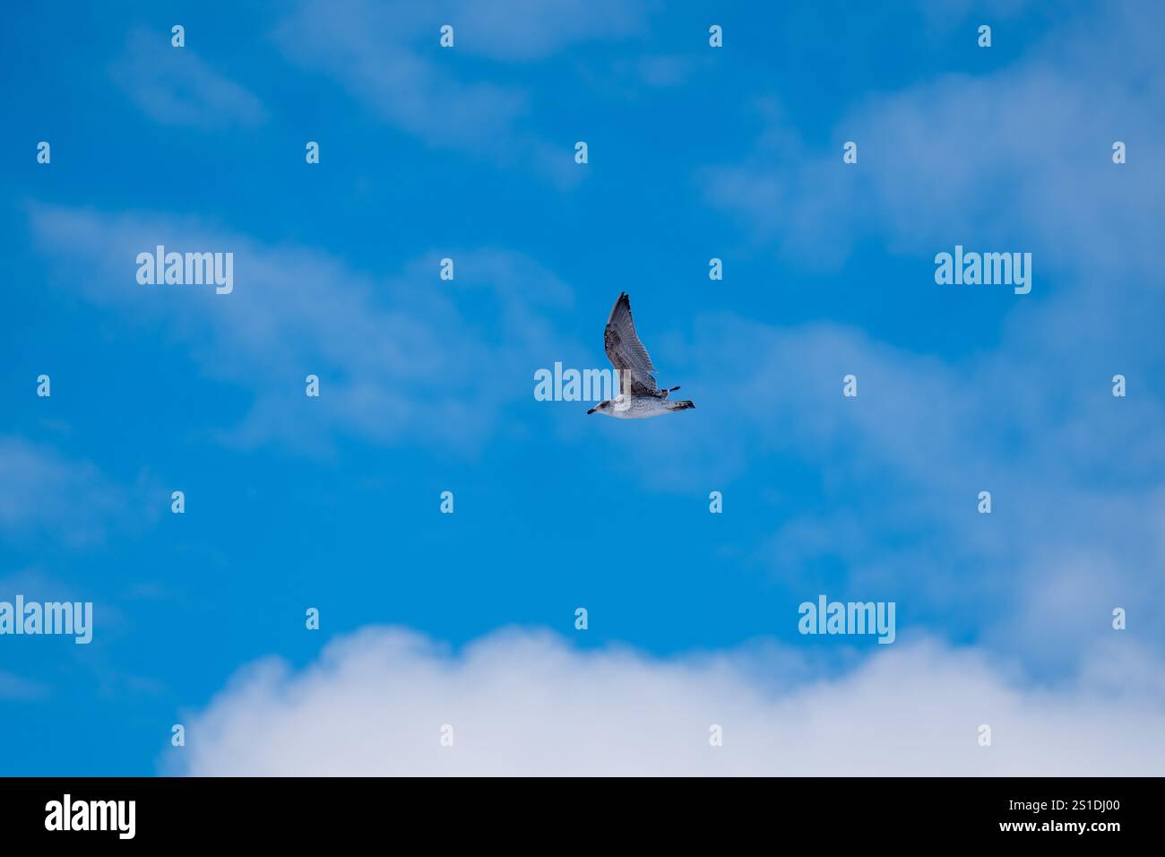Ein einzelner Vogel am Himmel als Hintergrund Stockfoto Ein einzelner Vogel am Himmel als Hintergrund Stockfoto