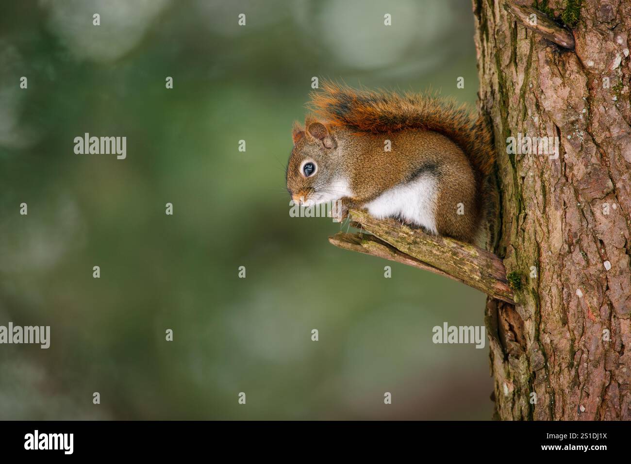 Rotes Eichhörnchen, das auf Kiefern sitzt Stockfoto