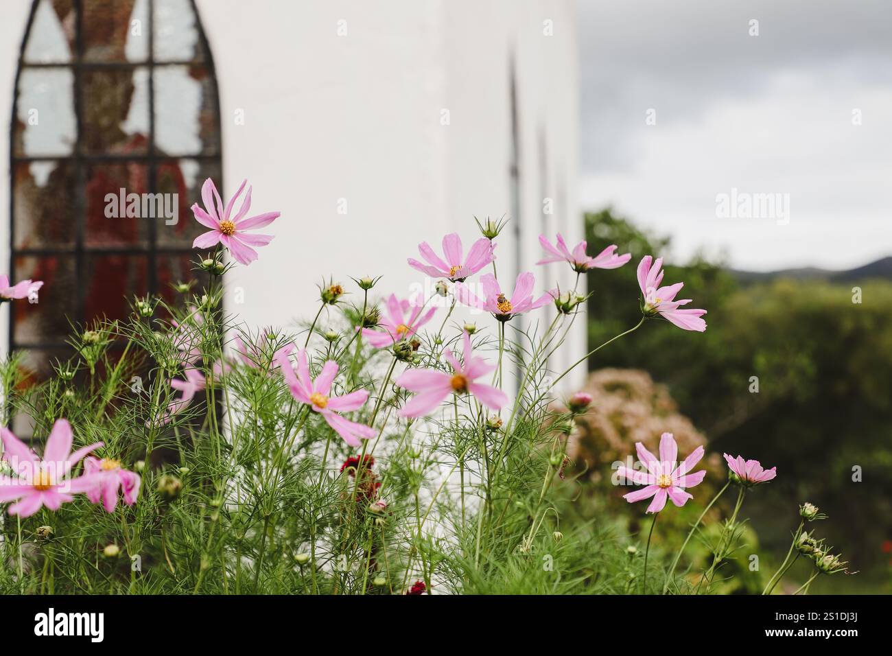 Pink Cosmos Flowers mit wunderschöner Landschaft Stockfoto