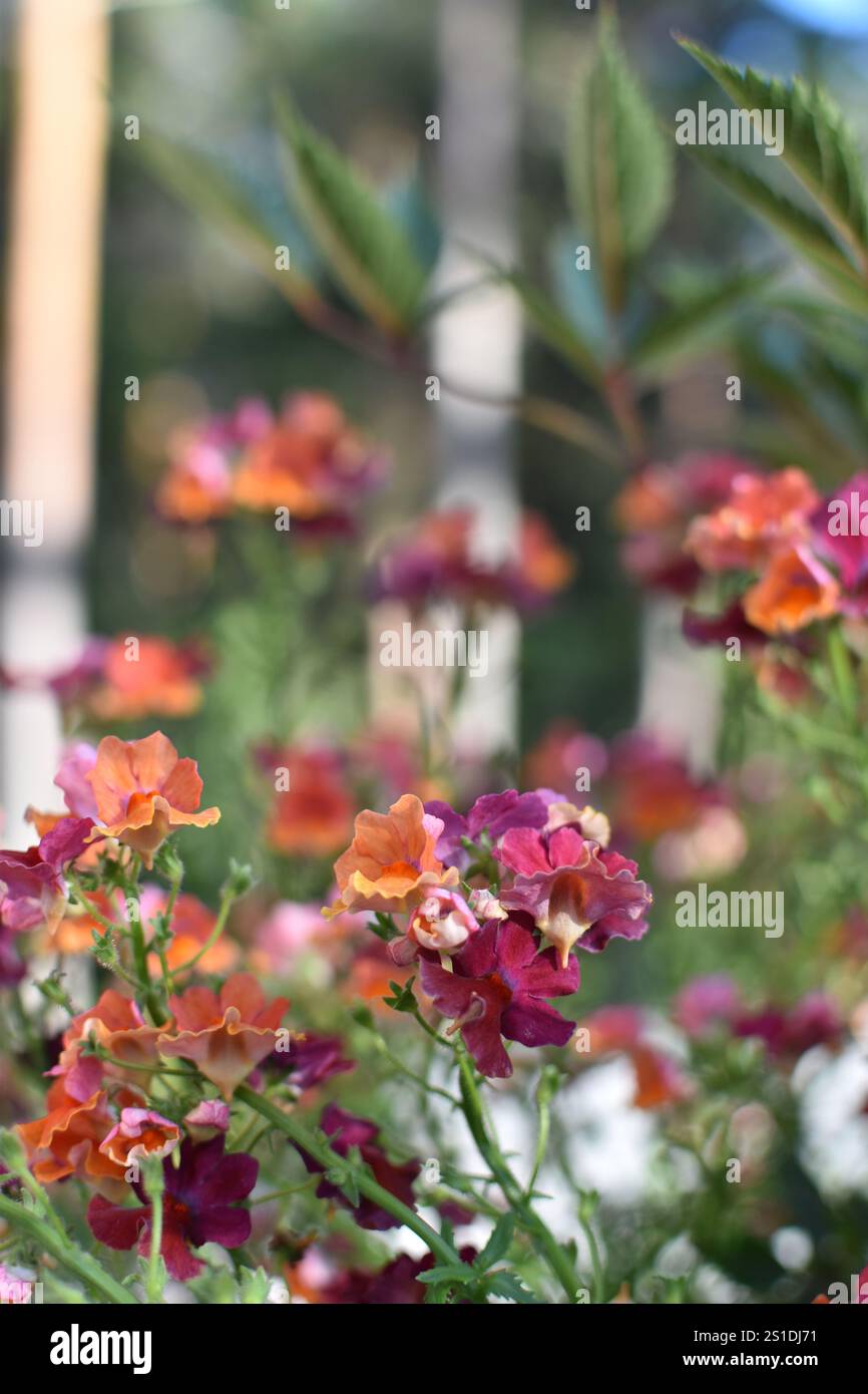 Leuchtende Blumen in verschiedenen Farben gedeihen in einem sonnigen Garten Stockfoto