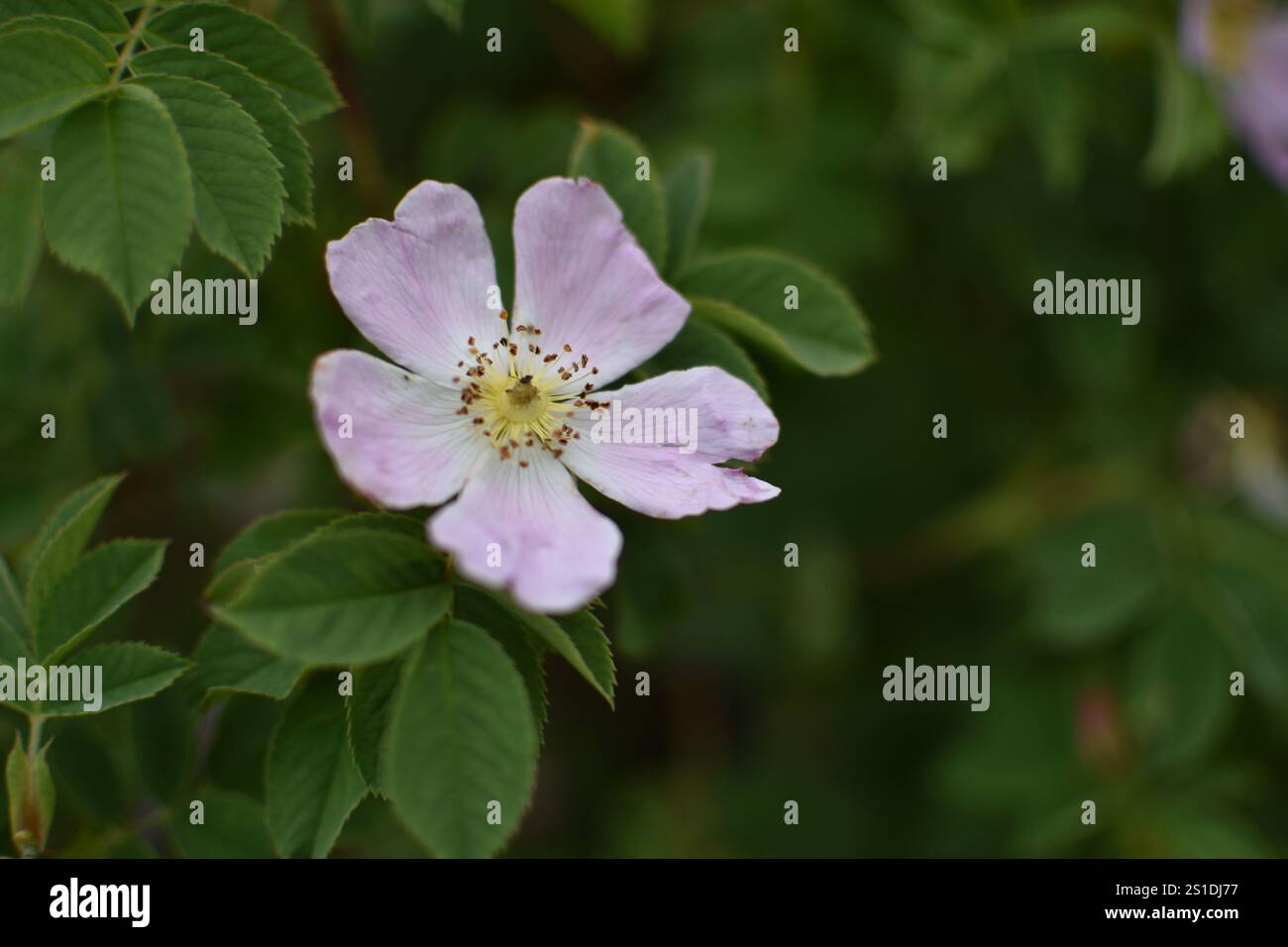 Eine zarte rosa Blume blüht zwischen grünen Blättern Stockfoto