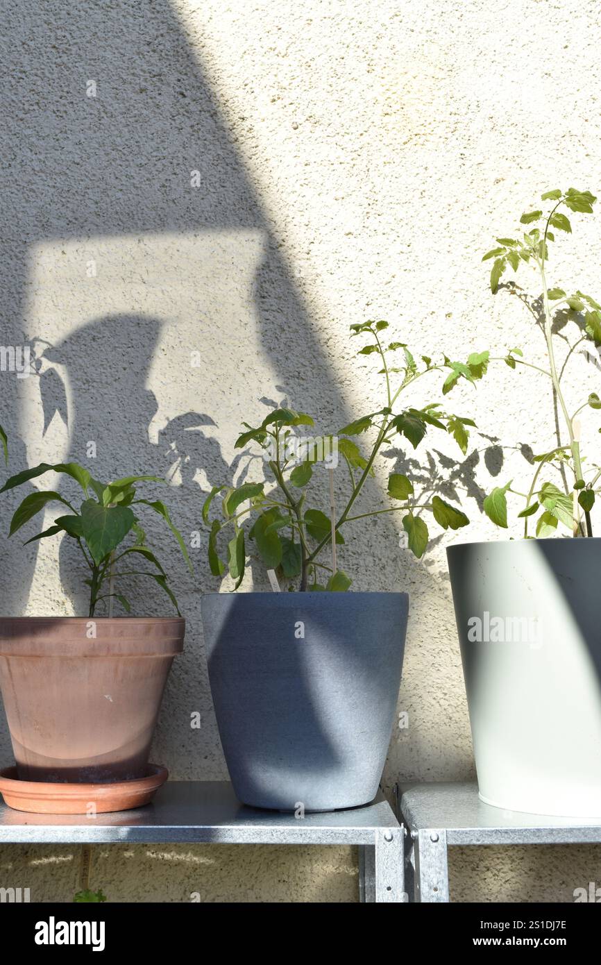 Licht erzeugt wunderschöne Schatten von Pflanzen in Töpfen an einer Wand Stockfoto