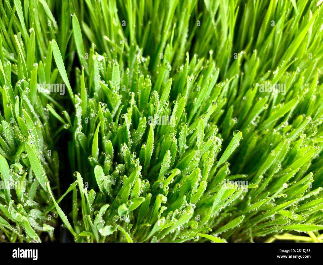 Nahaufnahme von frischen grünen Weizengrasklingen, bedeckt mit Tautropfen Stockfoto
