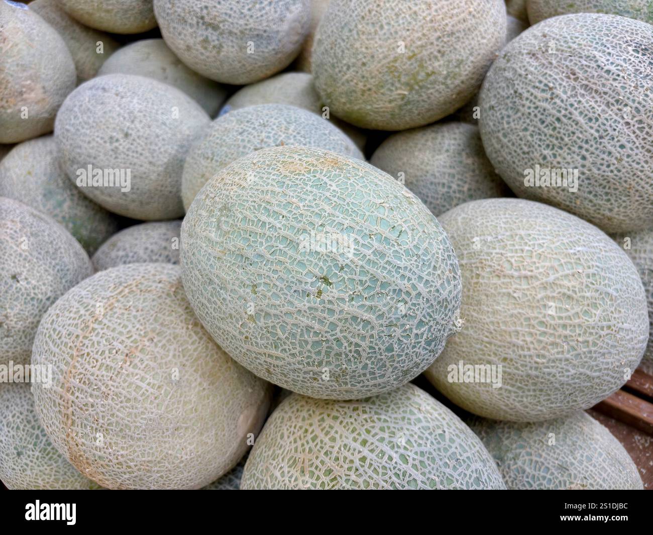 Nahaufnahme von Kantelmelonen in einem Mülleimer im Supermarkt Stockfoto