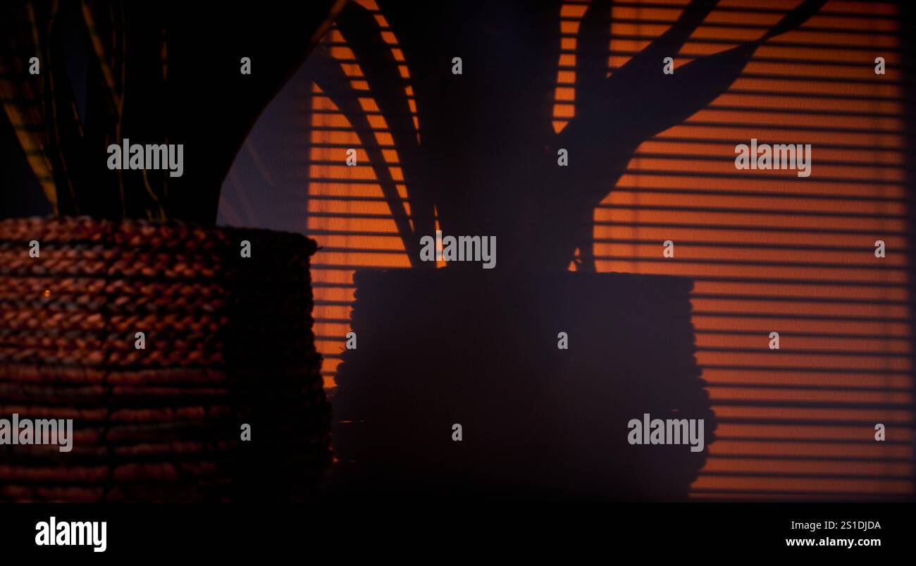 Desertic Sansevieria wirft einen Schatten auf eine Innenwand bei Sonnenuntergang und schafft eine gemütliche und warme Atmosphäre in einem Apartmentzimmer. Gemütliches Schlafzimmer Stockfoto