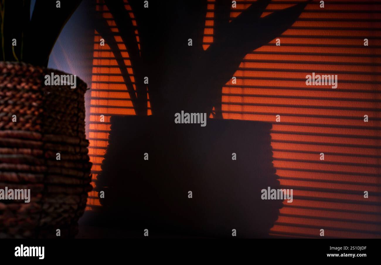Desertic Sansevieria wirft einen Schatten auf eine Innenwand bei Sonnenuntergang und schafft eine gemütliche und warme Atmosphäre in einem Apartmentzimmer. Gemütliches Schlafzimmer Stockfoto