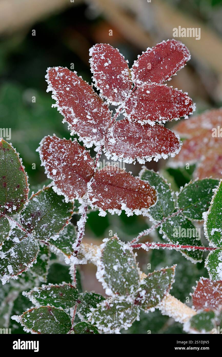 Raureif verzaubert Natur und Garten Stockfoto