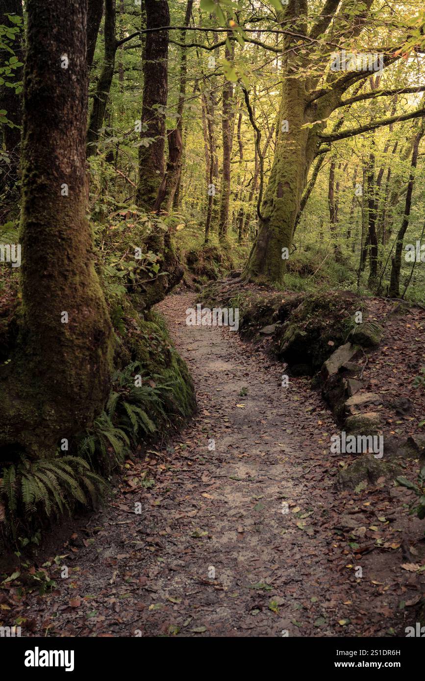 Der Leet Path durch den alten Eichenwald des Draynes Wood auf Bodmin Moor in Cornwall in Großbritannien. Stockfoto