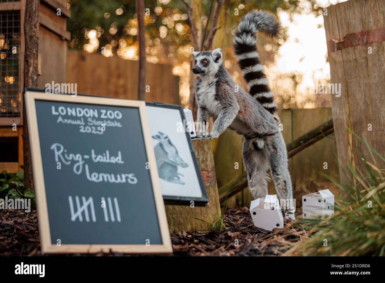 ZSL London Zoo, Großbritannien. Januar 2025. Zoopfleger im ZSL London Zoo beginnen bei der jährlichen Bestandsaufnahme des Zoos mit dem Zählen der Ring-Schwanzlemuren. Die jährliche Prüfung ist eine Voraussetzung für die ZSL London Zoo-Lizenz. Die Tierhalter benötigen fast eine Woche, und die Informationen werden mit anderen Zoos auf der ganzen Welt über eine Datenbank namens Species360 geteilt, wo sie zur Verwaltung der weltweiten Erhaltungszuchtprogramme für gefährdete Tiere verwendet werden. Quelle: Amanda Rose/Alamy Live News Stockfoto