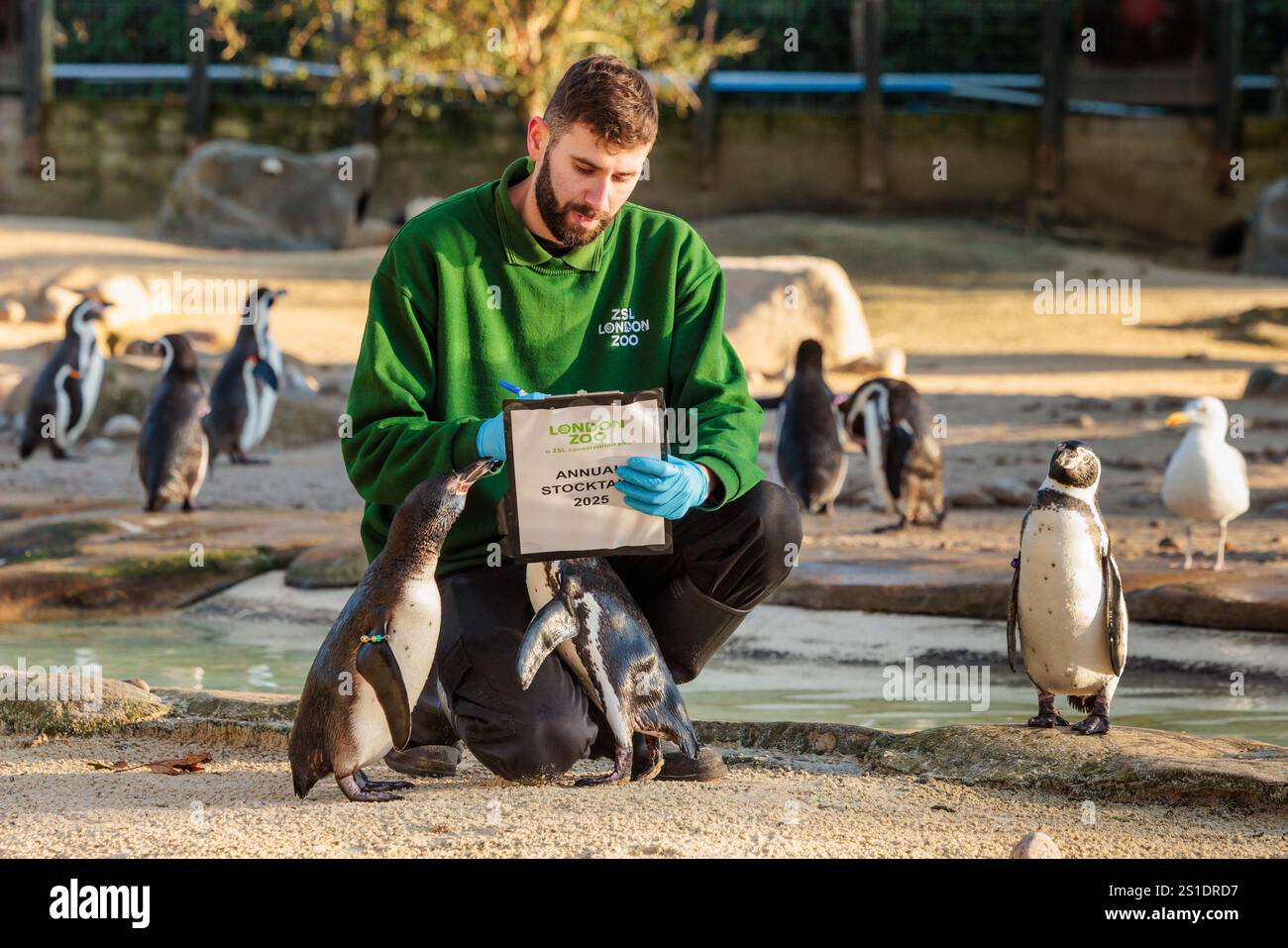 ZSL London Zoo, Großbritannien. Januar 2025. Zoopfleger im ZSL London Zoo beginnen bei der jährlichen Bestandsaufnahme des Zoos mit der Zählung der Humboldt-Pinguine. Die jährliche Prüfung ist eine Voraussetzung für die ZSL London Zoo-Lizenz. Die Tierhalter benötigen fast eine Woche, und die Informationen werden mit anderen Zoos auf der ganzen Welt über eine Datenbank namens Species360 geteilt, wo sie zur Verwaltung der weltweiten Erhaltungszuchtprogramme für gefährdete Tiere verwendet werden. Quelle: Amanda Rose/Alamy Live News Stockfoto