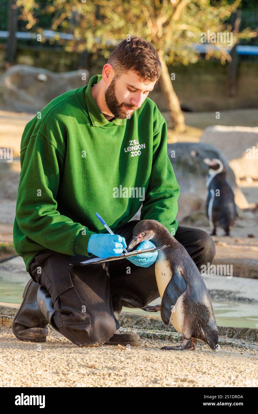ZSL London Zoo, Großbritannien. Januar 2025. Zoopfleger im ZSL London Zoo beginnen bei der jährlichen Bestandsaufnahme des Zoos mit der Zählung der Humboldt-Pinguine. Die jährliche Prüfung ist eine Voraussetzung für die ZSL London Zoo-Lizenz. Die Tierhalter benötigen fast eine Woche, und die Informationen werden mit anderen Zoos auf der ganzen Welt über eine Datenbank namens Species360 geteilt, wo sie zur Verwaltung der weltweiten Erhaltungszuchtprogramme für gefährdete Tiere verwendet werden. Quelle: Amanda Rose/Alamy Live News Stockfoto