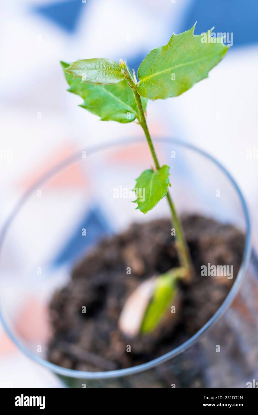 Holly-Eiche wächst in einem Glas mit Boden, was neues Leben, Wachstum und Umweltschutz repräsentiert Stockfoto