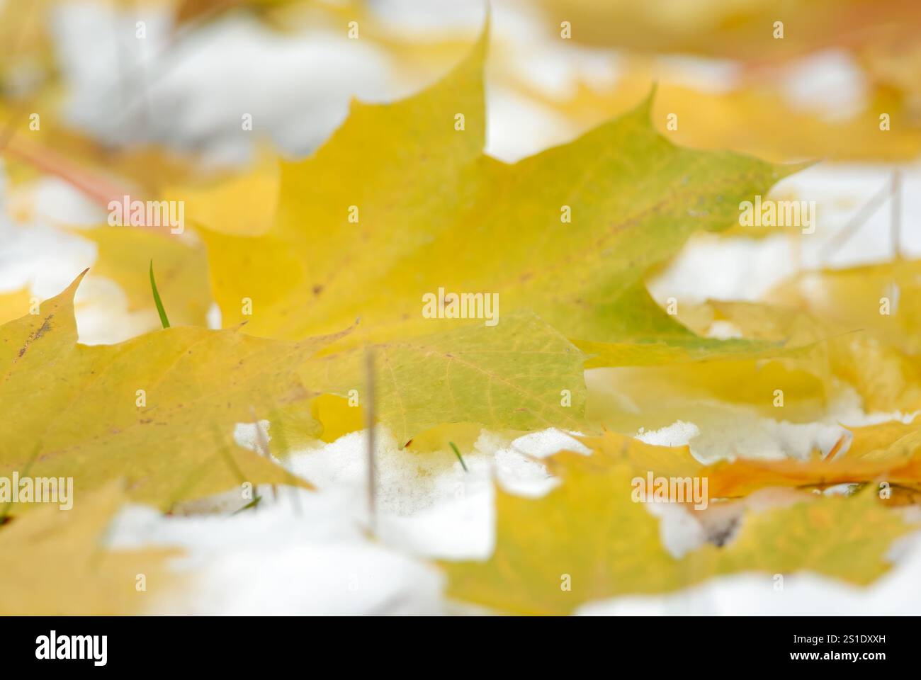Ahornblätter im ersten Schnee, Nahaufnahme. Gefallene gelbe Herbstblätter, Beginn des Winters. Trencin, Slowakei Stockfoto