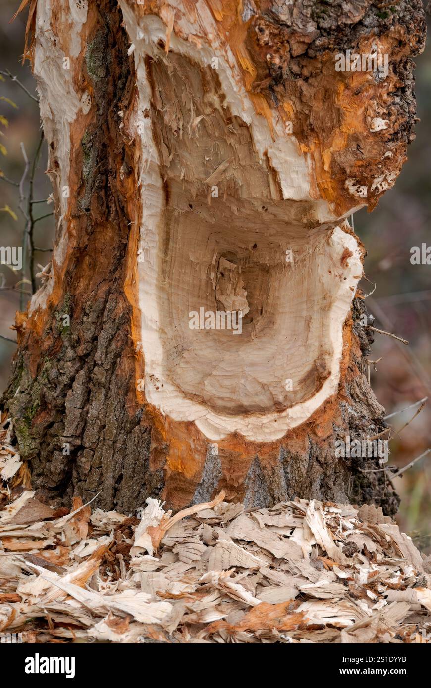 Baumstamm wurde von einem Biber beschädigt. In der Nähe des Flusses. Trencin, Slowakei Stockfoto