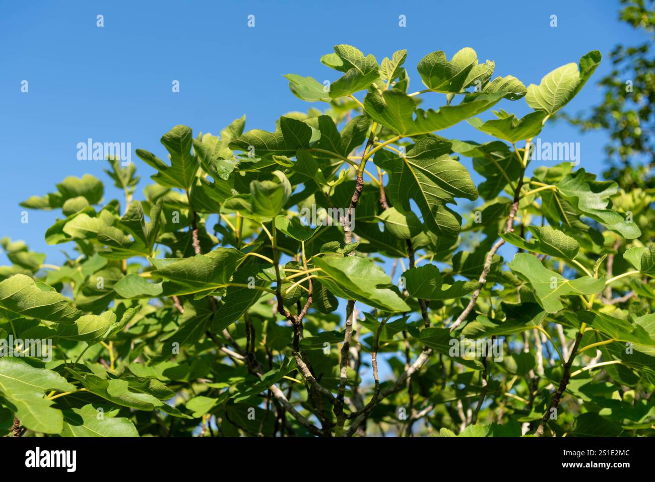 Essbare Feigenpflanze (Ficus carica) Stockfoto