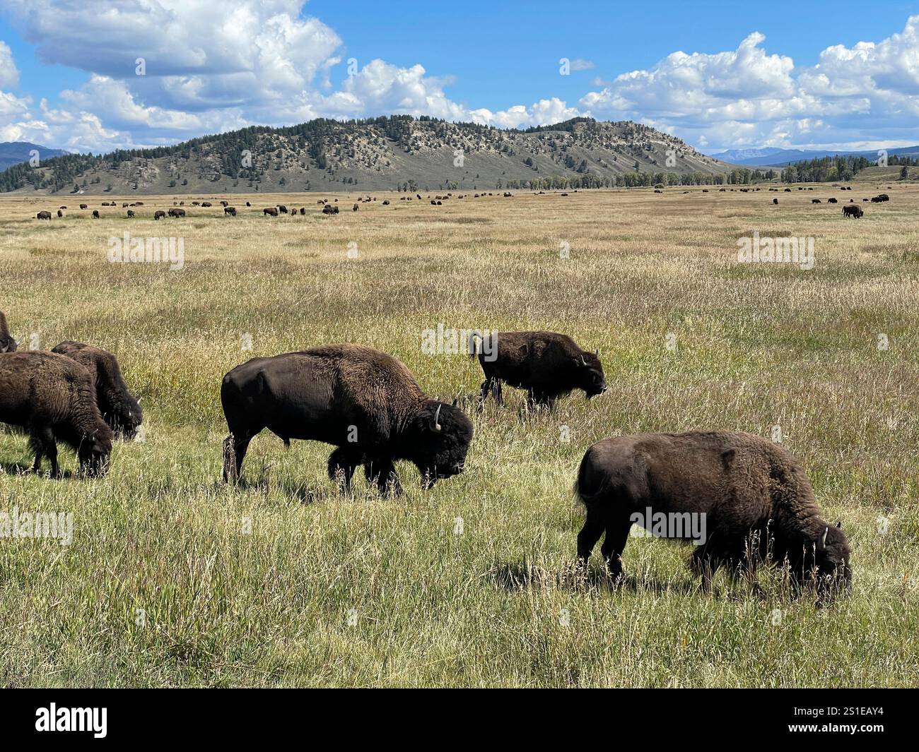 Herde amerikanischer Büffel in den Bergen des Grand Teton National Park, Wyoming, USA Stockfoto