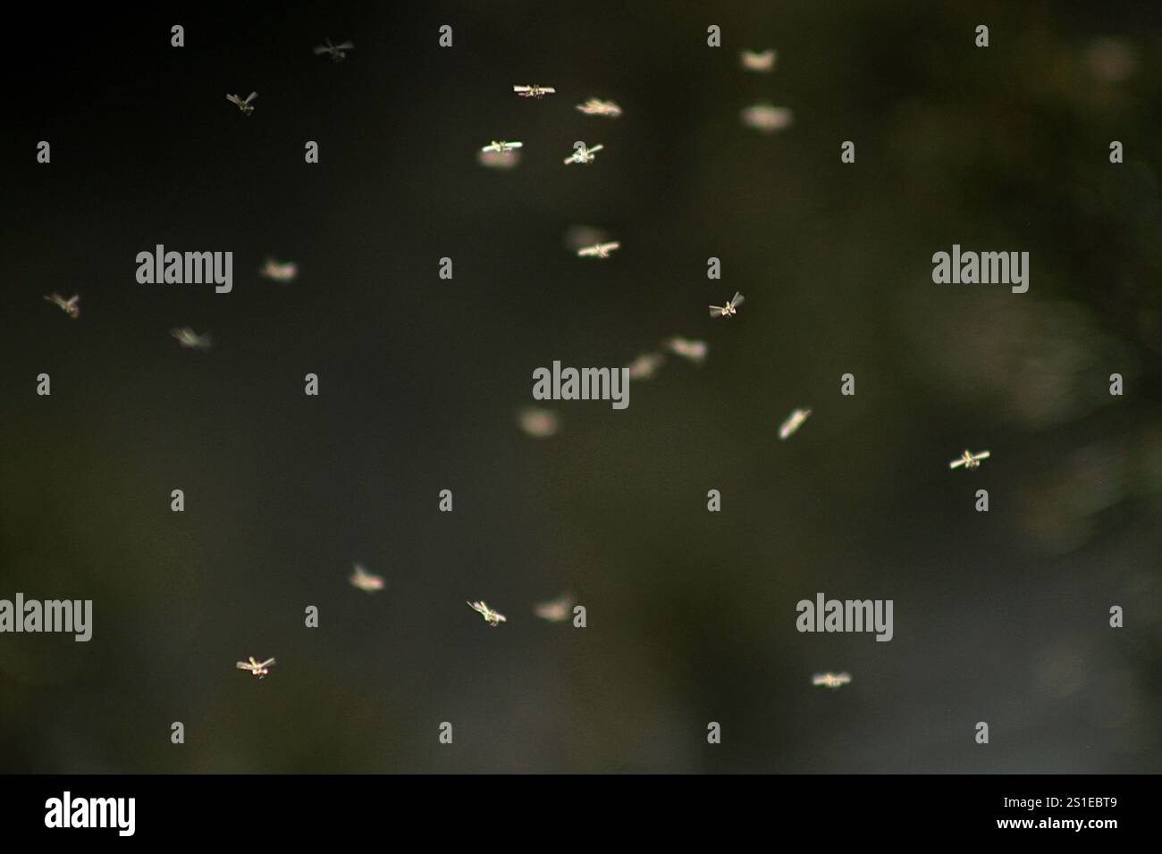 Schwarm fliegenden Insekten im Frühling in Virginia, USA Stockfoto