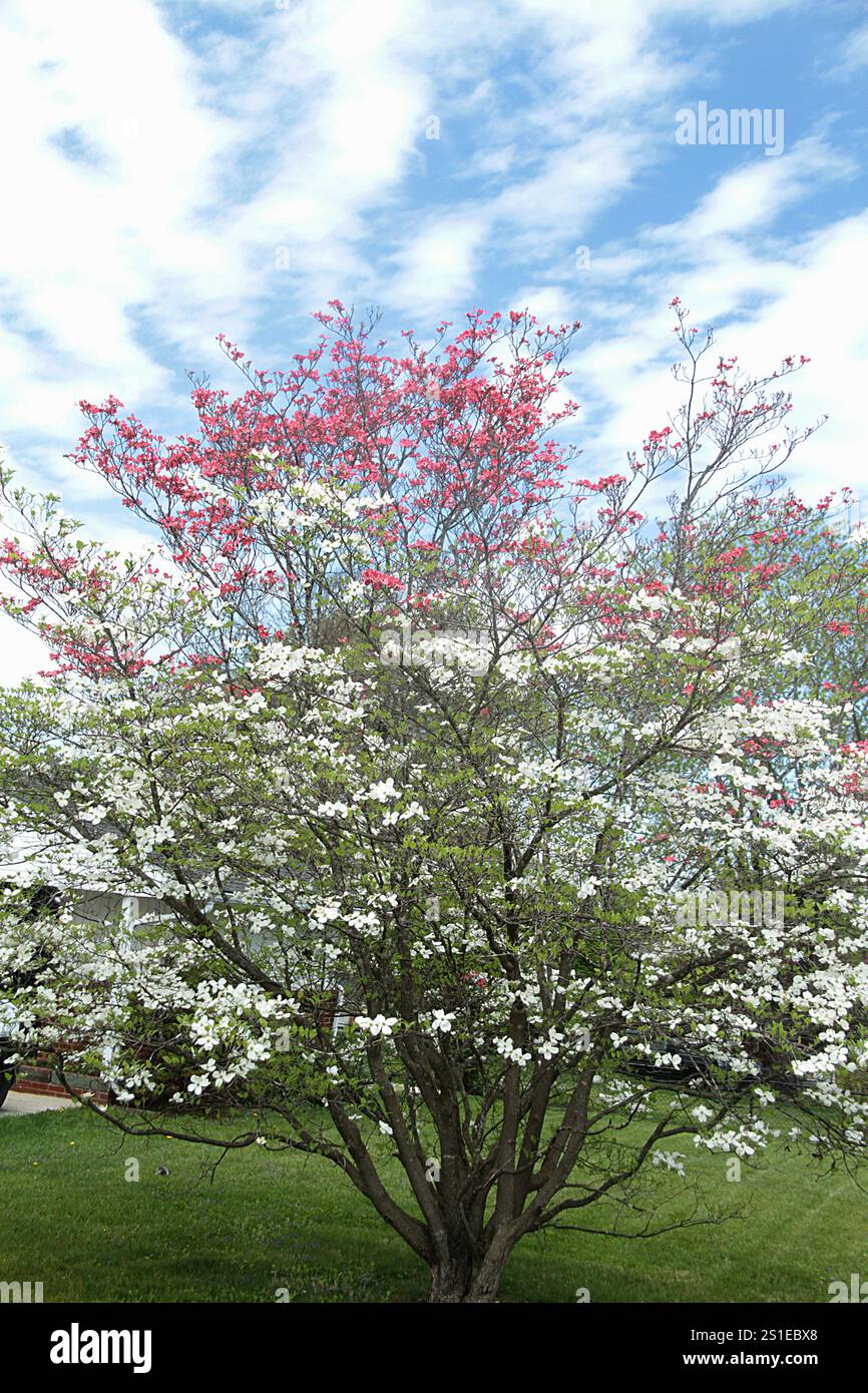 Virginia, USA. Dogwood in Blüte mit zwei verschiedenfarbigen Blüten. Stockfoto
