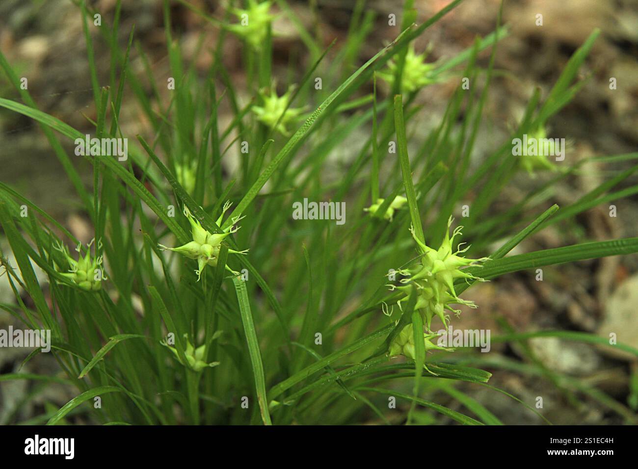 Carex grayi (Gray's Sdge) Pflanze mit Samenköpfen in Virginia, USA Stockfoto