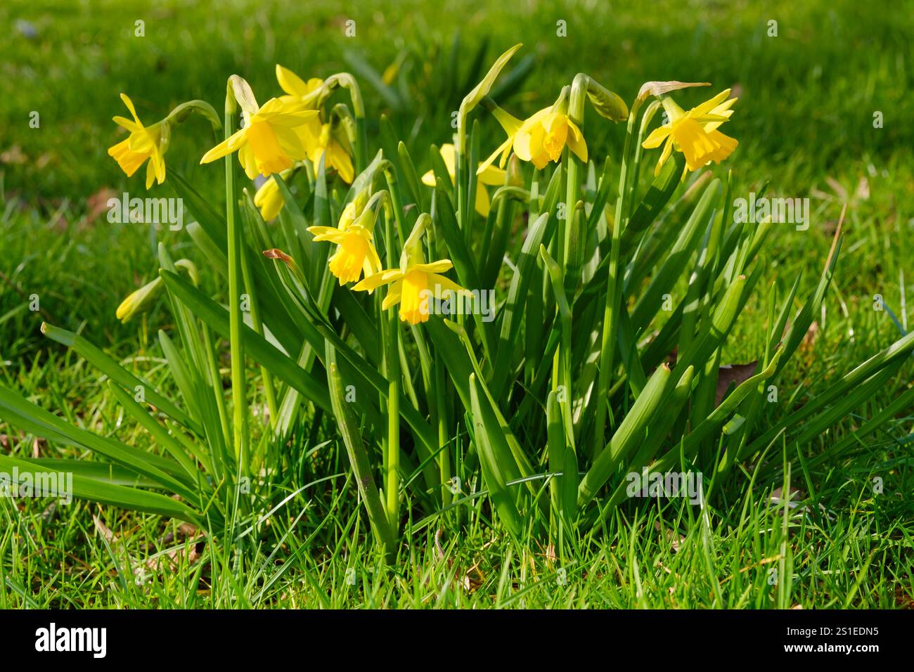 Blosson Narzissen auf der Wiese Stockfoto
