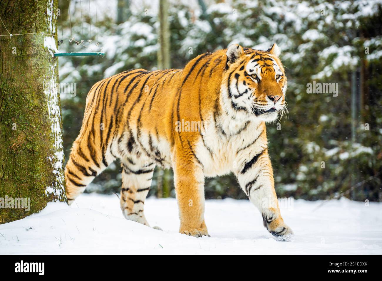 Granby, Quebec - 2. Januar 2024: Wandering Tiger im Winter Granby Zoo Stockfoto