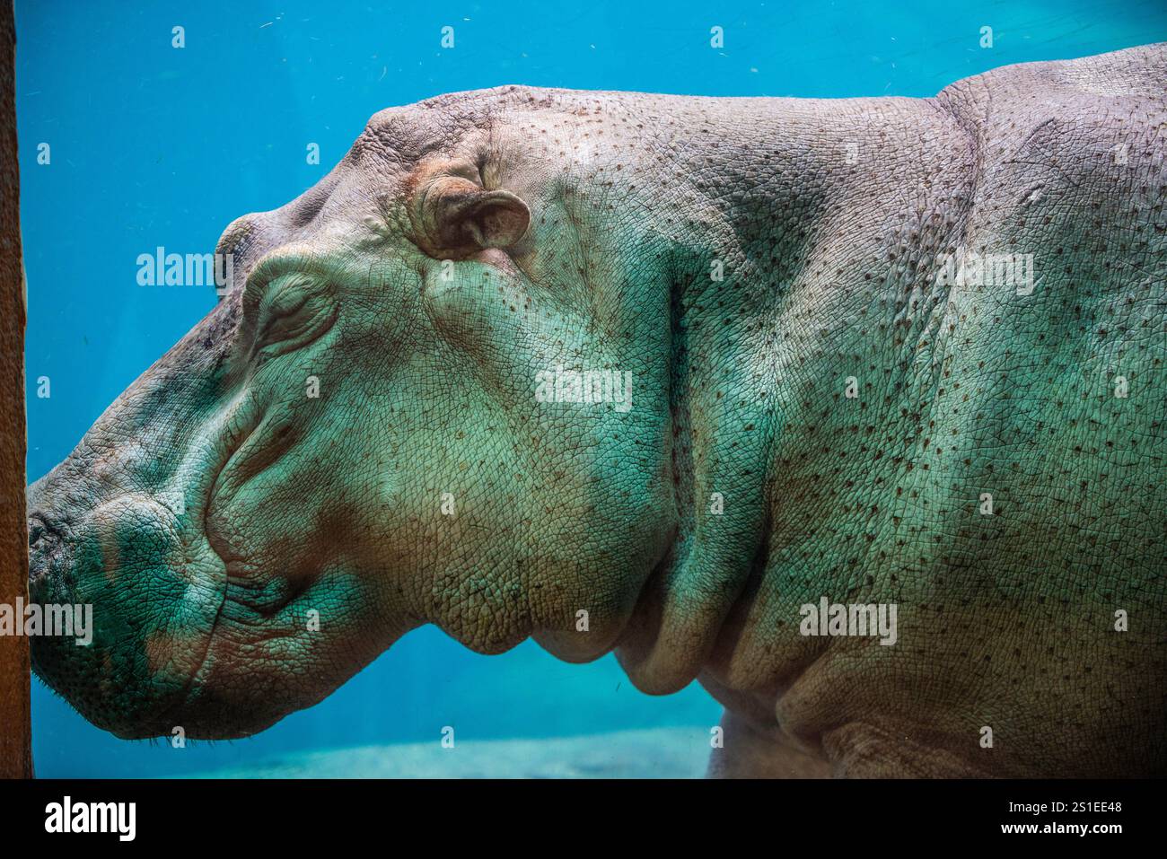 Granby, Québec - 2. Januar 2025: Nilpferde im Winter Granby Zoo Stockfoto